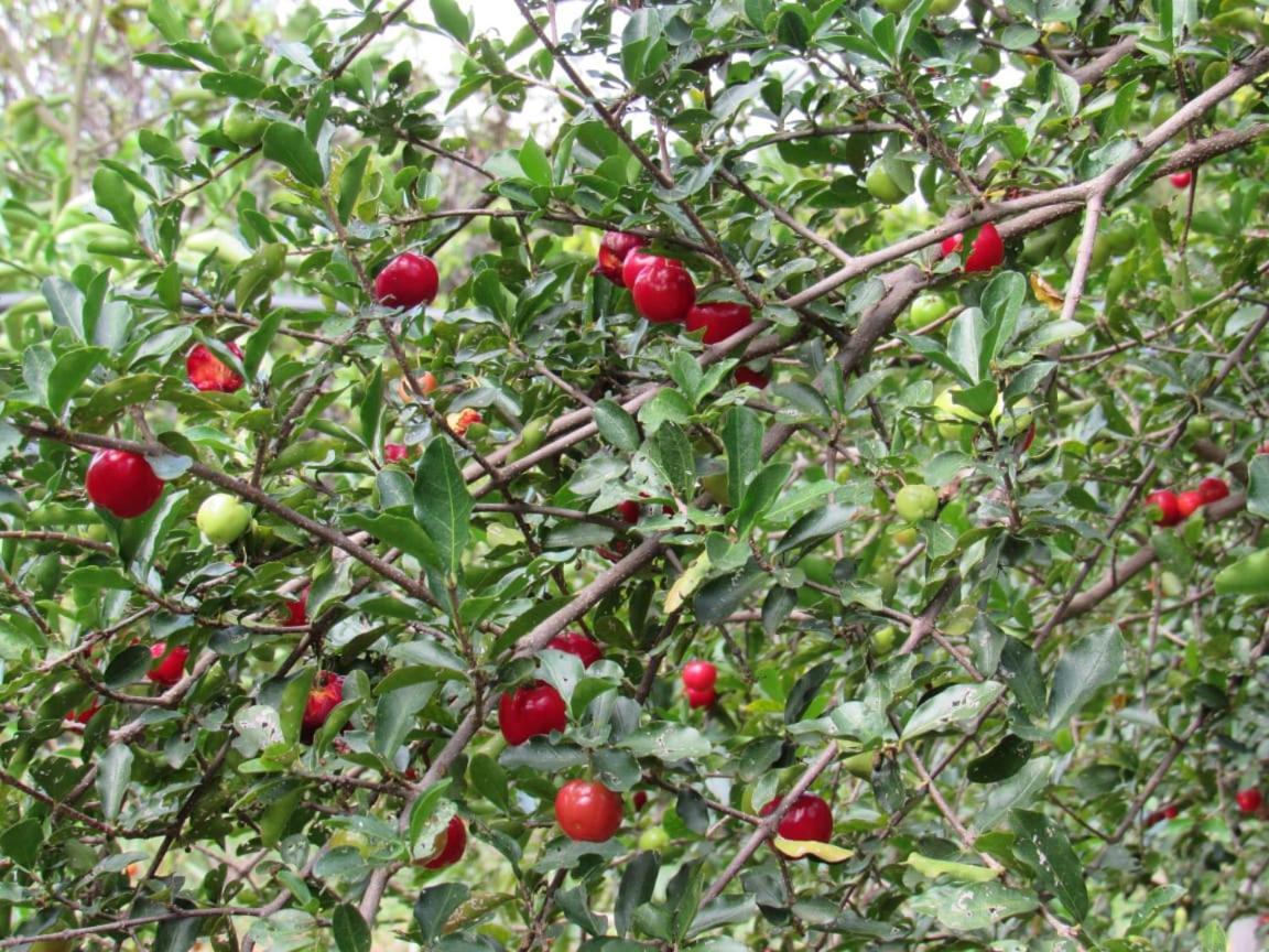 קבלקנטה Pousada Varanda Da Serra מראה חיצוני תמונה